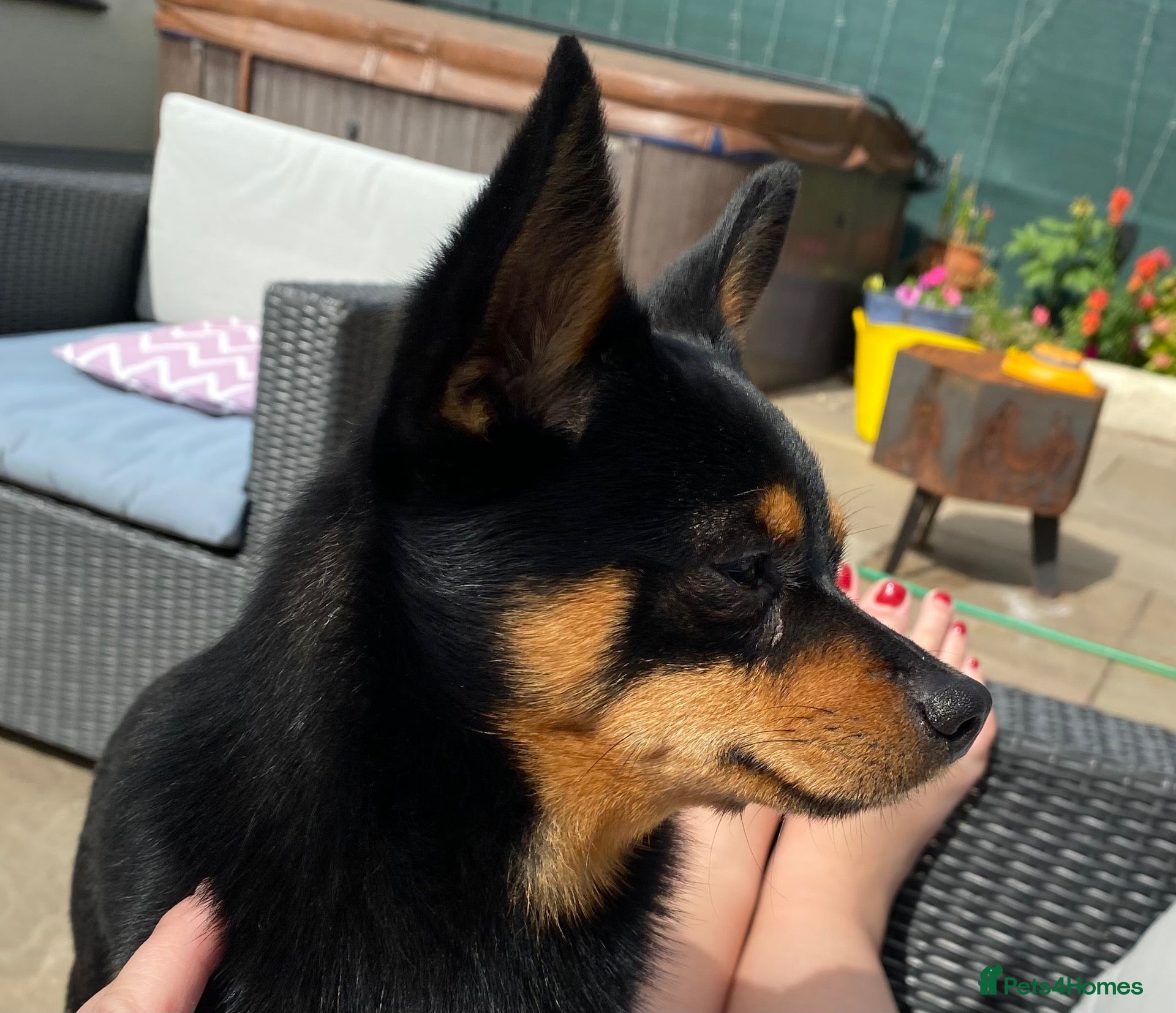 Miniature Pinscher dogs Miniature Pinchers looking for new homes. - Advert 3