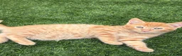 Mixed Breed cats for sale: 2 beautiful kittens looking for their forever home - Advert 14