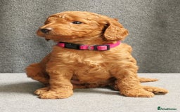 Mixed Breed dogs for sale: FULLY HEALTH TESTED FOX RED MINIATURE COCKAPOOS  - Image 34