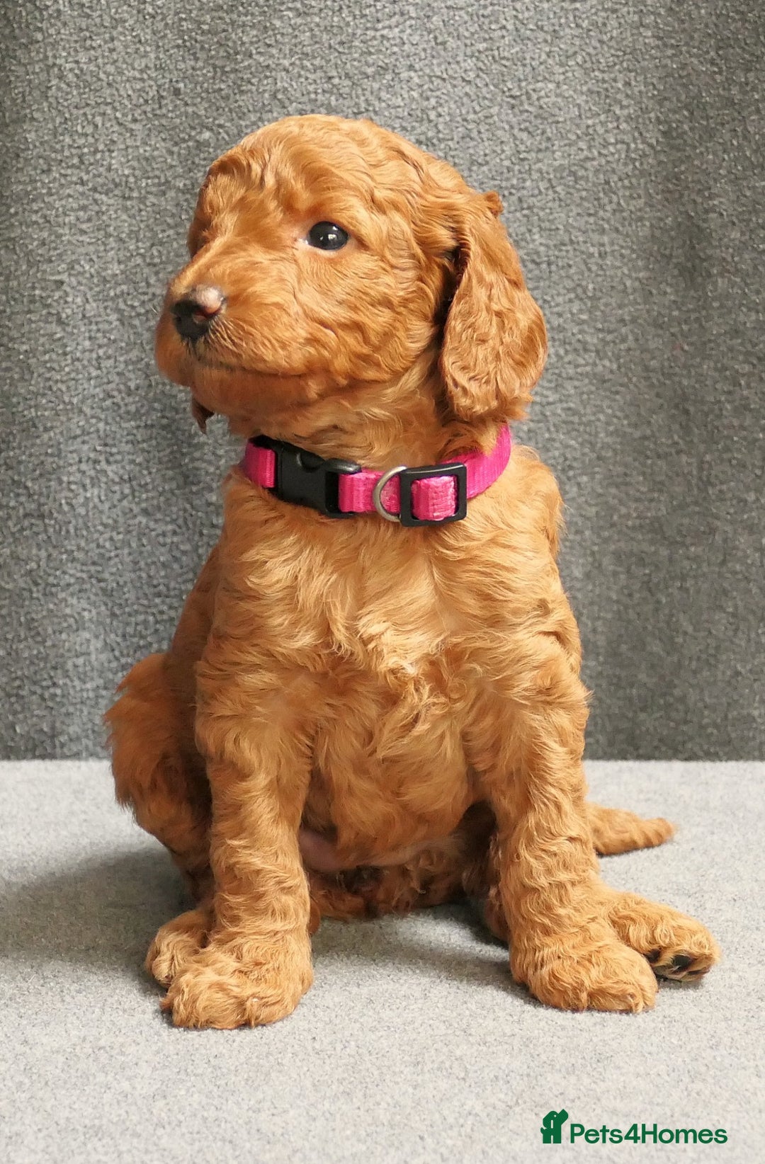 Mixed Breed dogs for sale: FULLY HEALTH TESTED FOX RED MINIATURE COCKAPOOS  - Image 34