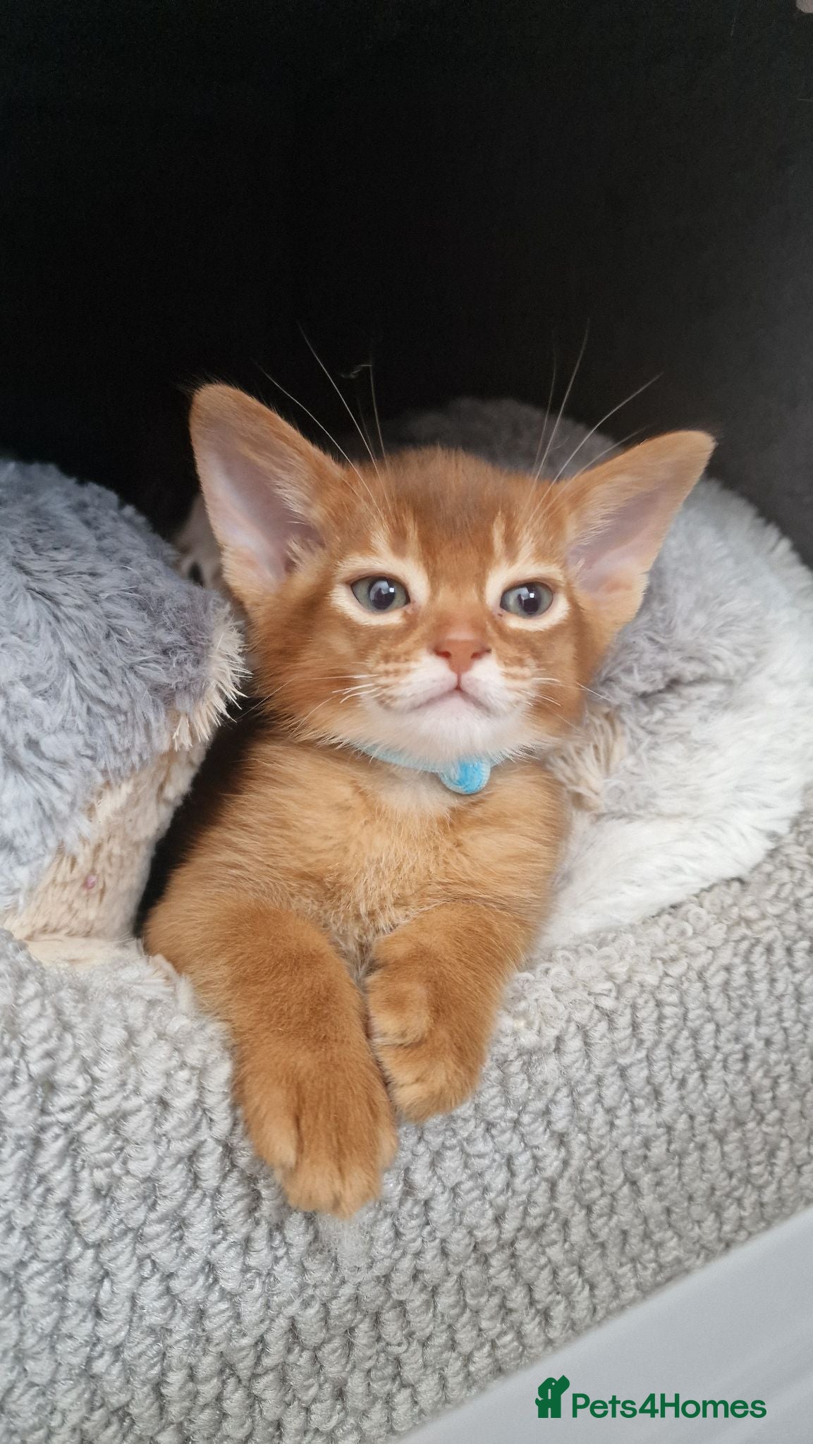 Abyssinian cats Abyssinian kittens  - Advert 9