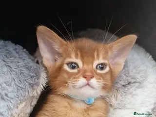 Abyssinian cats Abyssinian kittens - Advert 9