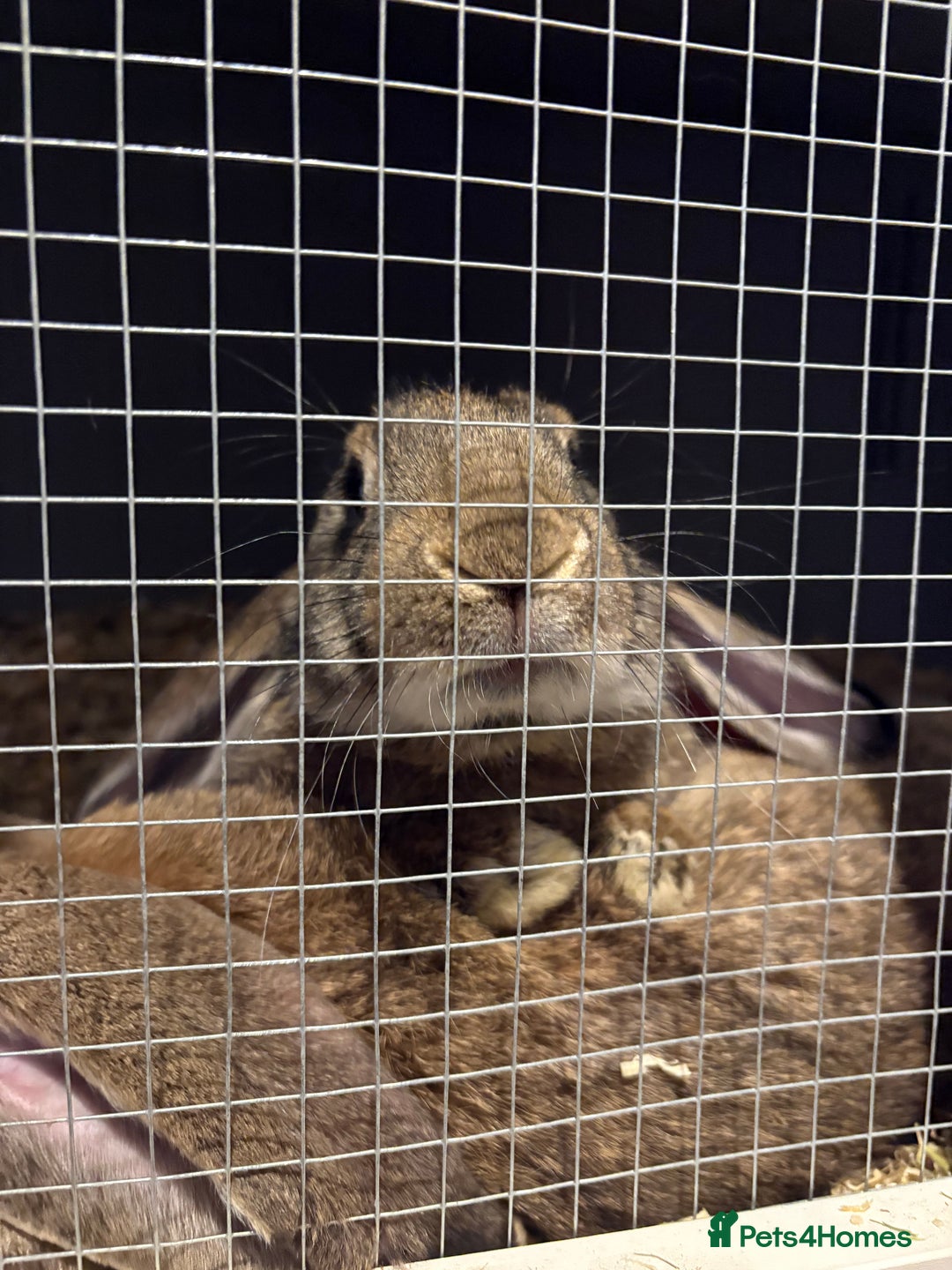 English Lop rabbits for sale: english giant lops  - Advert 1