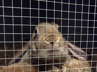 English Lop rabbits english giant lops - Advert 1