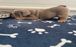 English Bulldog dogs for sale: Quality English Bulldog Puppies /DNA Tested Pare - Image 36