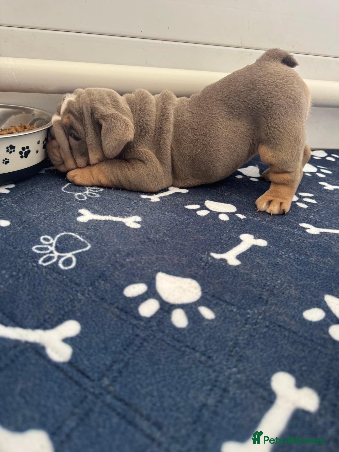English Bulldog dogs for sale: Quality English Bulldog Puppies /DNA Tested Pare - Image 36