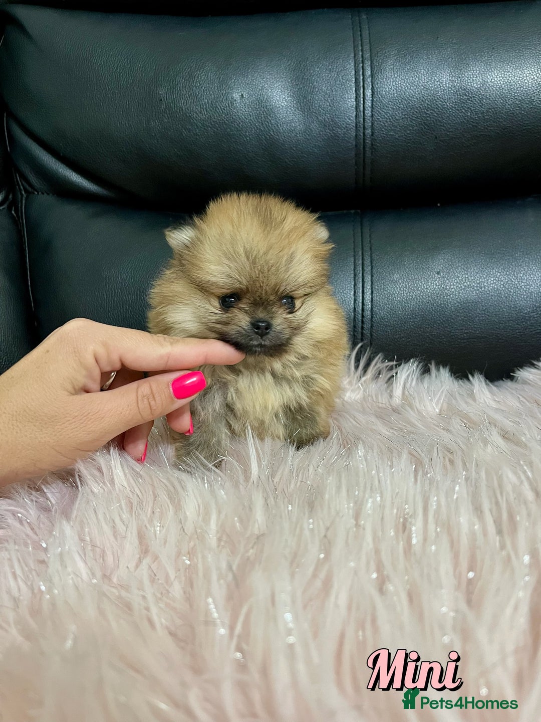 Pomeranian dogs for sale: 🔥Very Tiny🧸 Top Quality  - Image 16