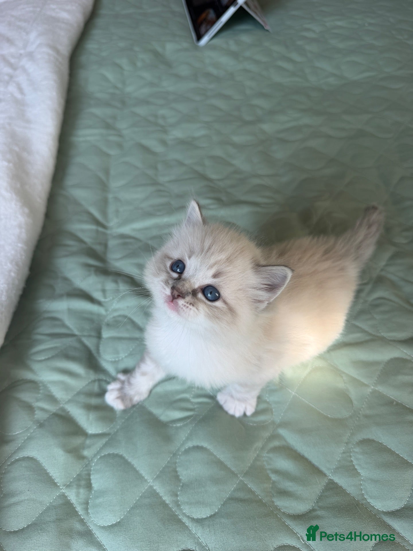 Ragdoll cats Beautiful Pure Ragdoll Kitten Joy 🩷🐱 | - Advert 1