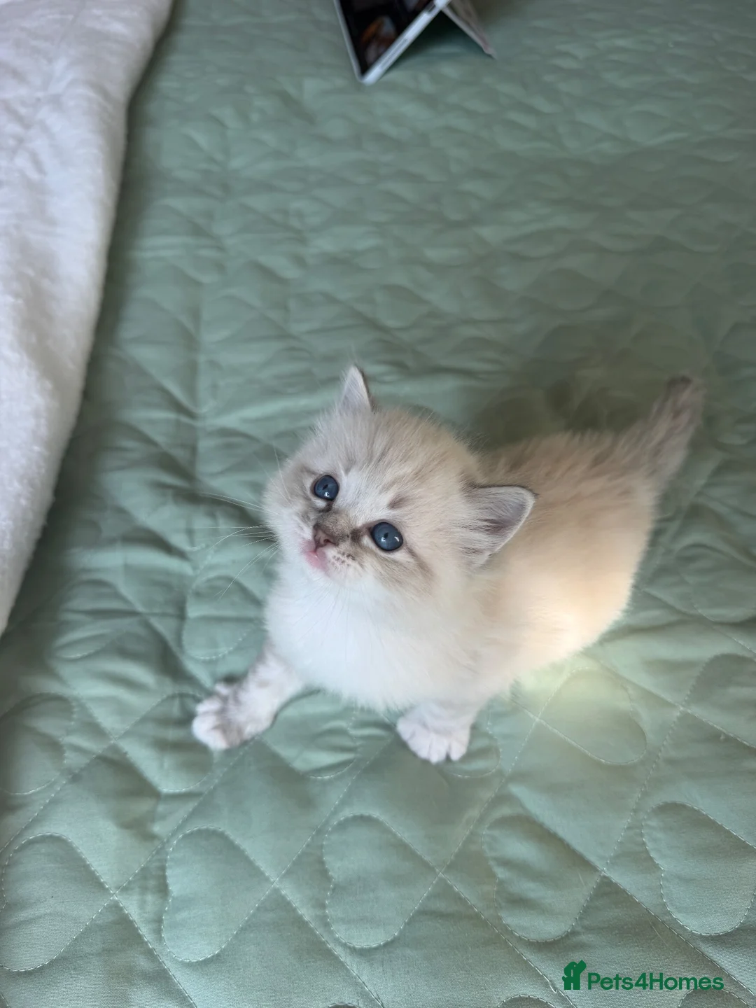 Ragdoll cats for sale: Beautiful Pure Ragdoll Kitten Joy 🩷🐱 | in London - Advert 1