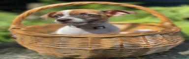 Jack Russell 3