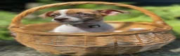 Jack Russell dogs for sale: Adorable mini Jack Russell babies  - Advert 26