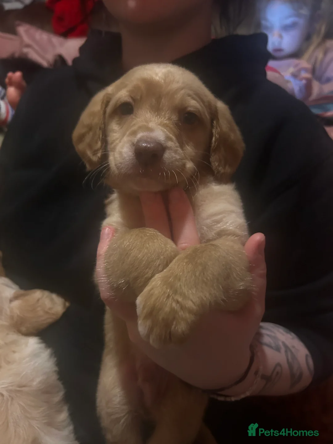 Mixed Breed dogs for sale: Labrador X Sproodle - Advert 10