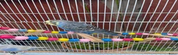 Budgerigars birds for sale: 4 budgies for sale 2 tamed  in Northampton - Advert 6