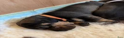 Dachshund dogs for sale: Wirehaired Dachshund standard KC registered - Advert 3