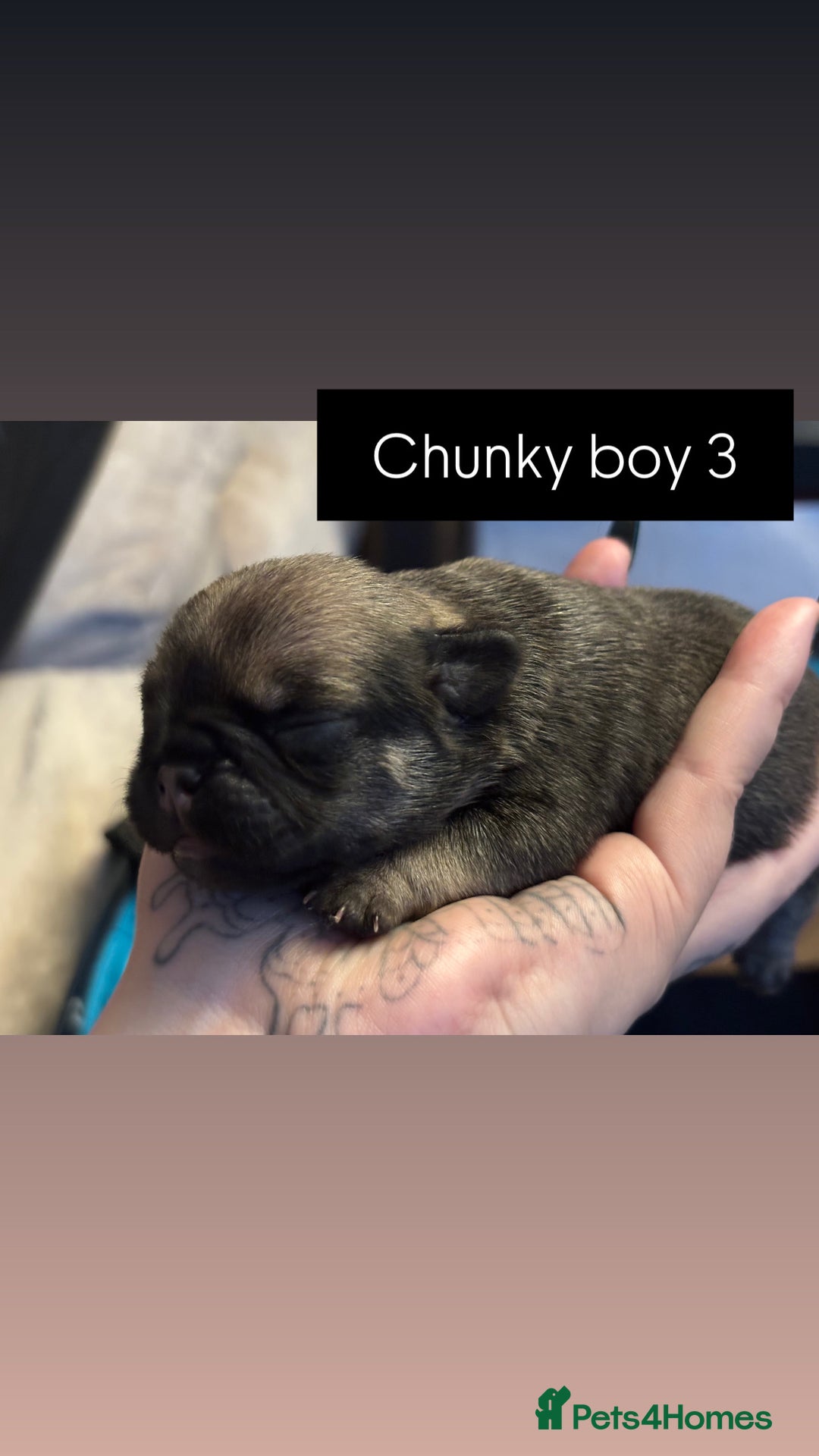 Mixed Breed dogs for sale: Puppies for sale - Advert 17