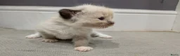 Ragdoll cats for sale: Beautiful Ragdolls - Advert 9