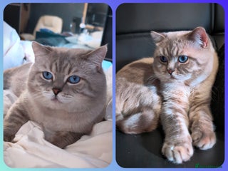 British Shorthair cats ๐GCCF & TICA reg๐ชฉBSH COLORPOINT๐ฅSTUD - Advert 6