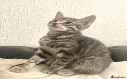 Mixed Breed cats for sale: Bengal cross Russian blue  - Image 2