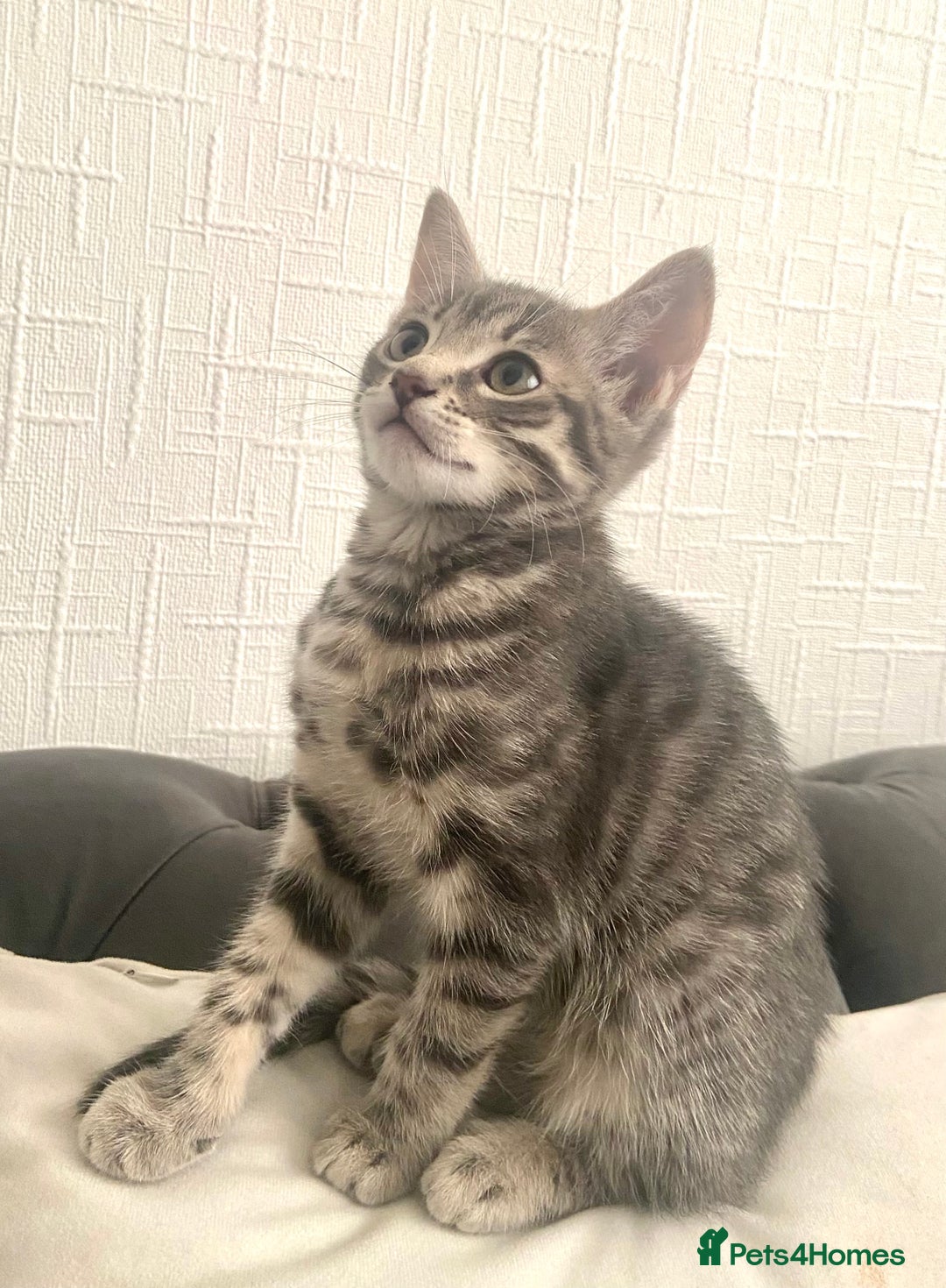 Mixed Breed cats for sale: Bengal cross Russian blue  - Image 2