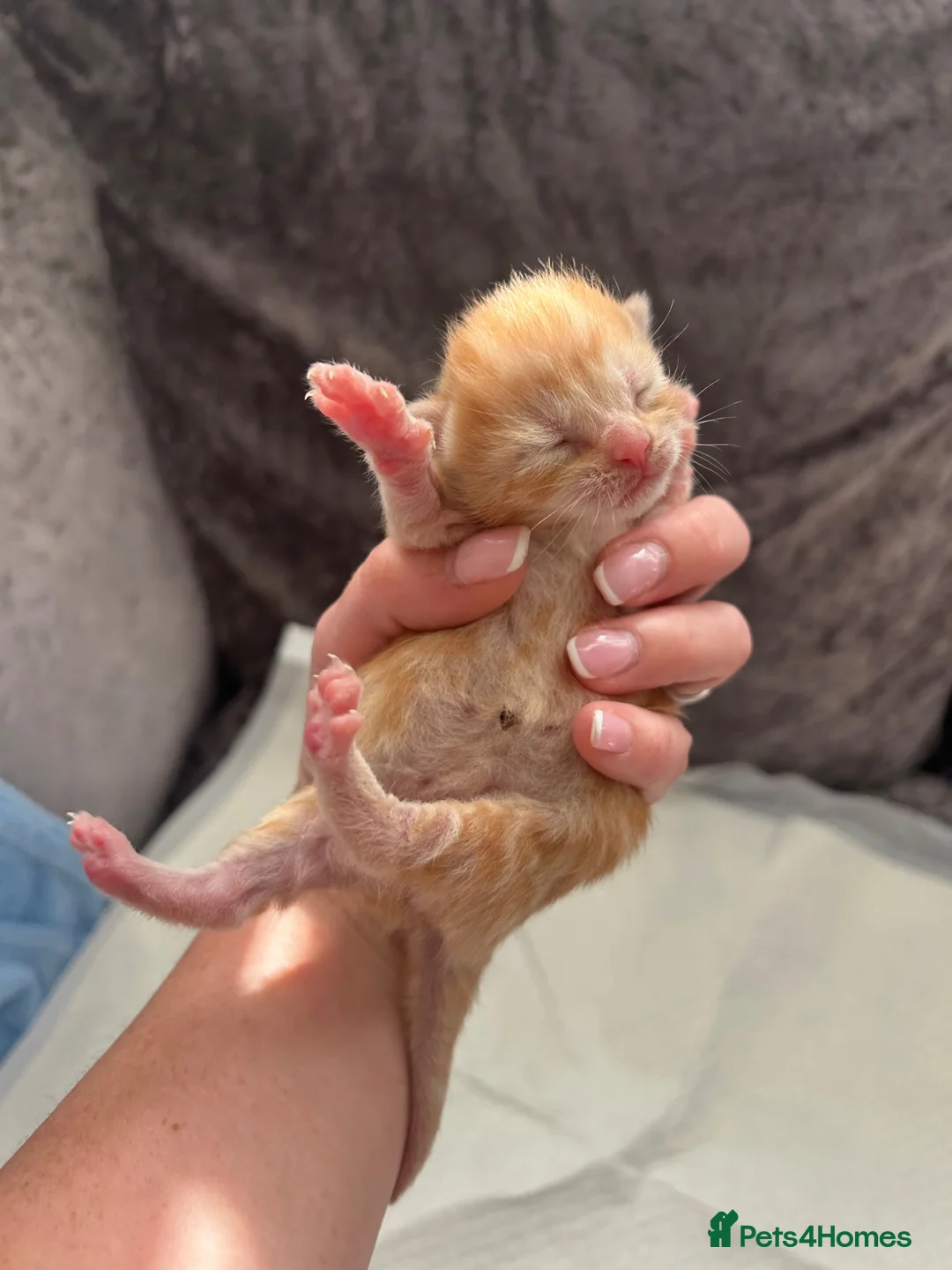 Domestic Shorthair cats for sale: Adorable domestic shorthair kittens  - Advert 6