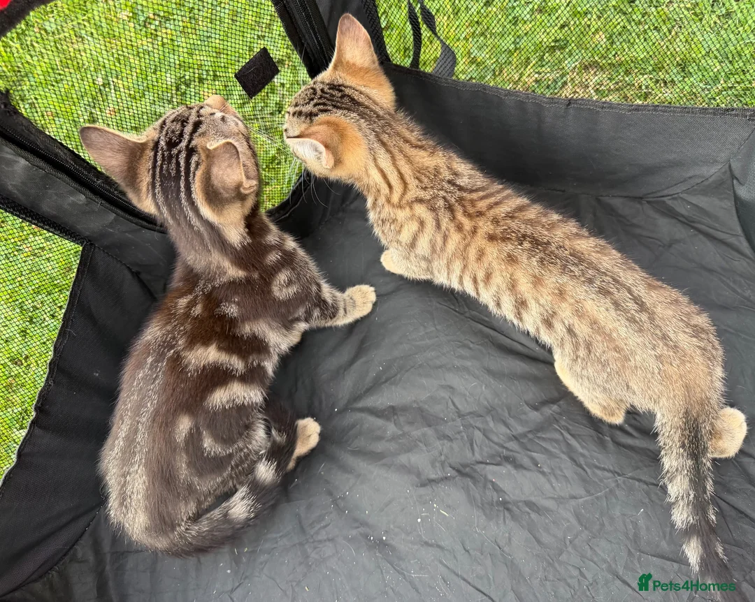 Mixed Breed cats for sale: Tabby kittens available  - Advert 10