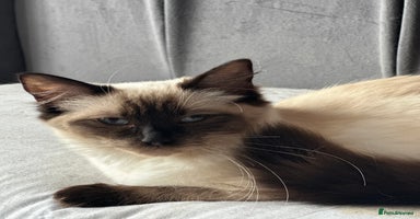 Ragdoll cats - Advert 1