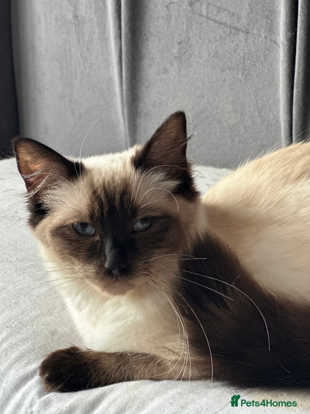 Ragdoll cats for sale: 14 week old ragdoll kittens - Image 3