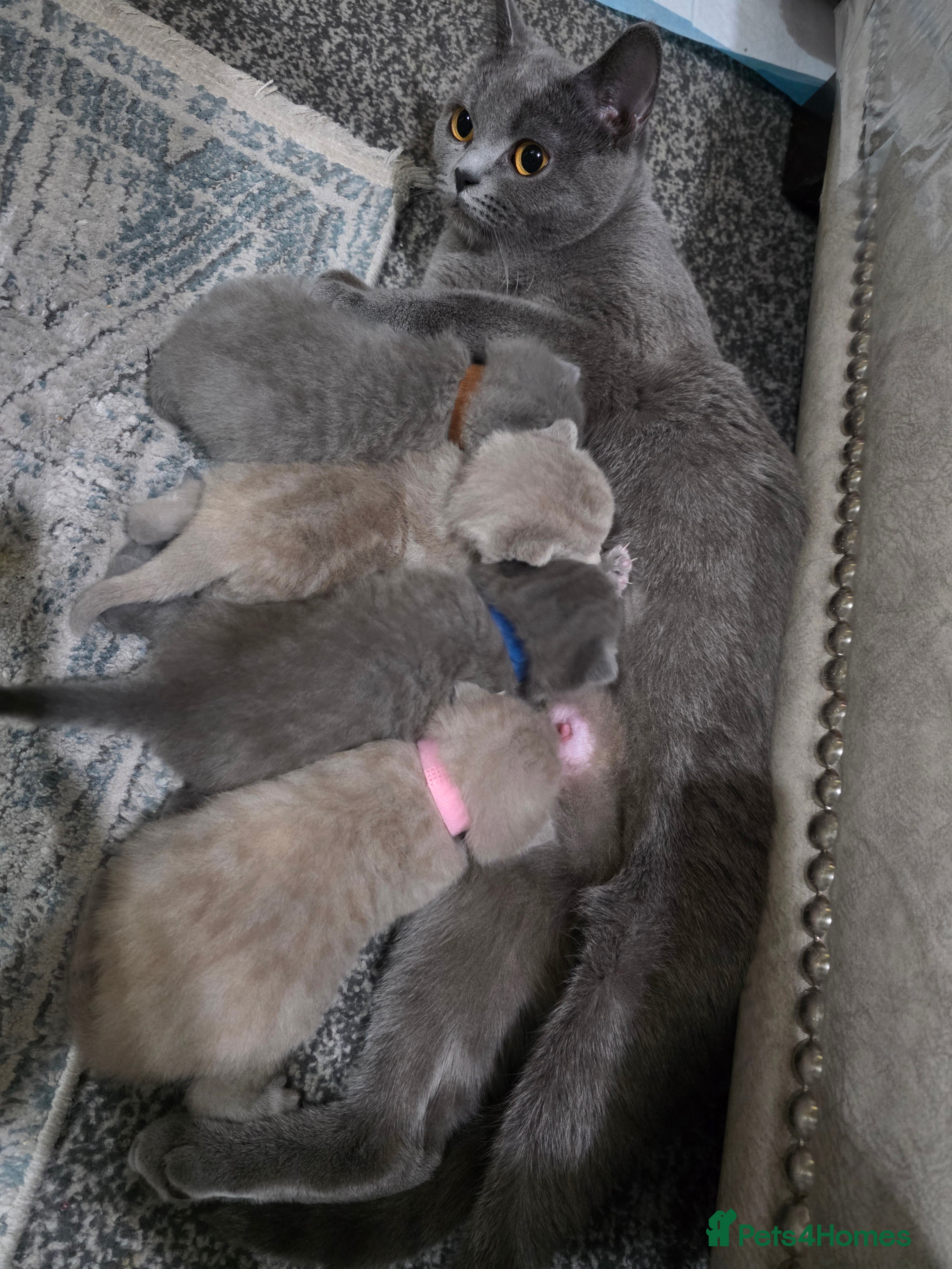 British Shorthair cats ** Champion bloodline British Shorthair** - Advert 18