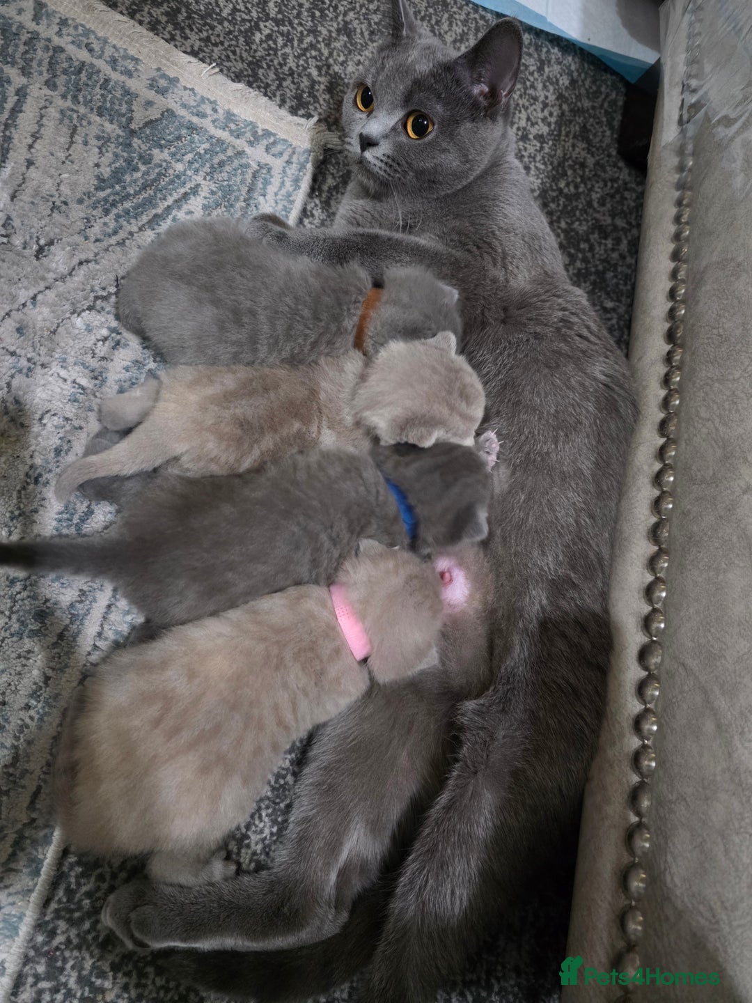 British Shorthair cats for sale: ** LAST ONE LEFT BLUE MALE British Shorthair ** - Advert 1