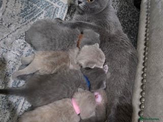 British Shorthair cats ** Champion bloodline British Shorthair** - Advert 14