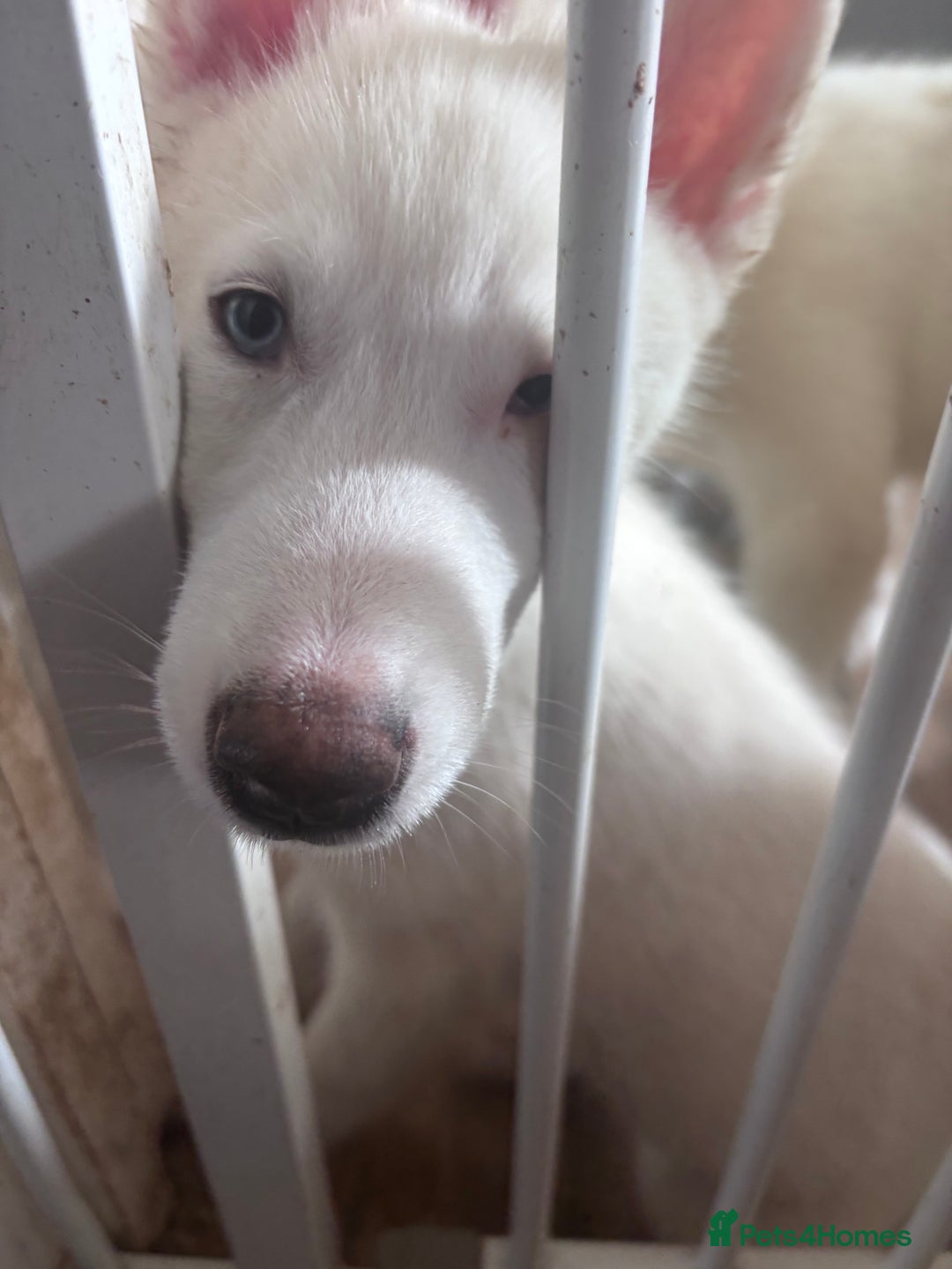 Utonagan dogs for sale: Last 2 Husky (Utonagon) Puppies - READY NOW - Image 16