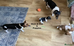 Jack Russell dogs for sale: Jack Russel Pups Short Legged - Image 11
