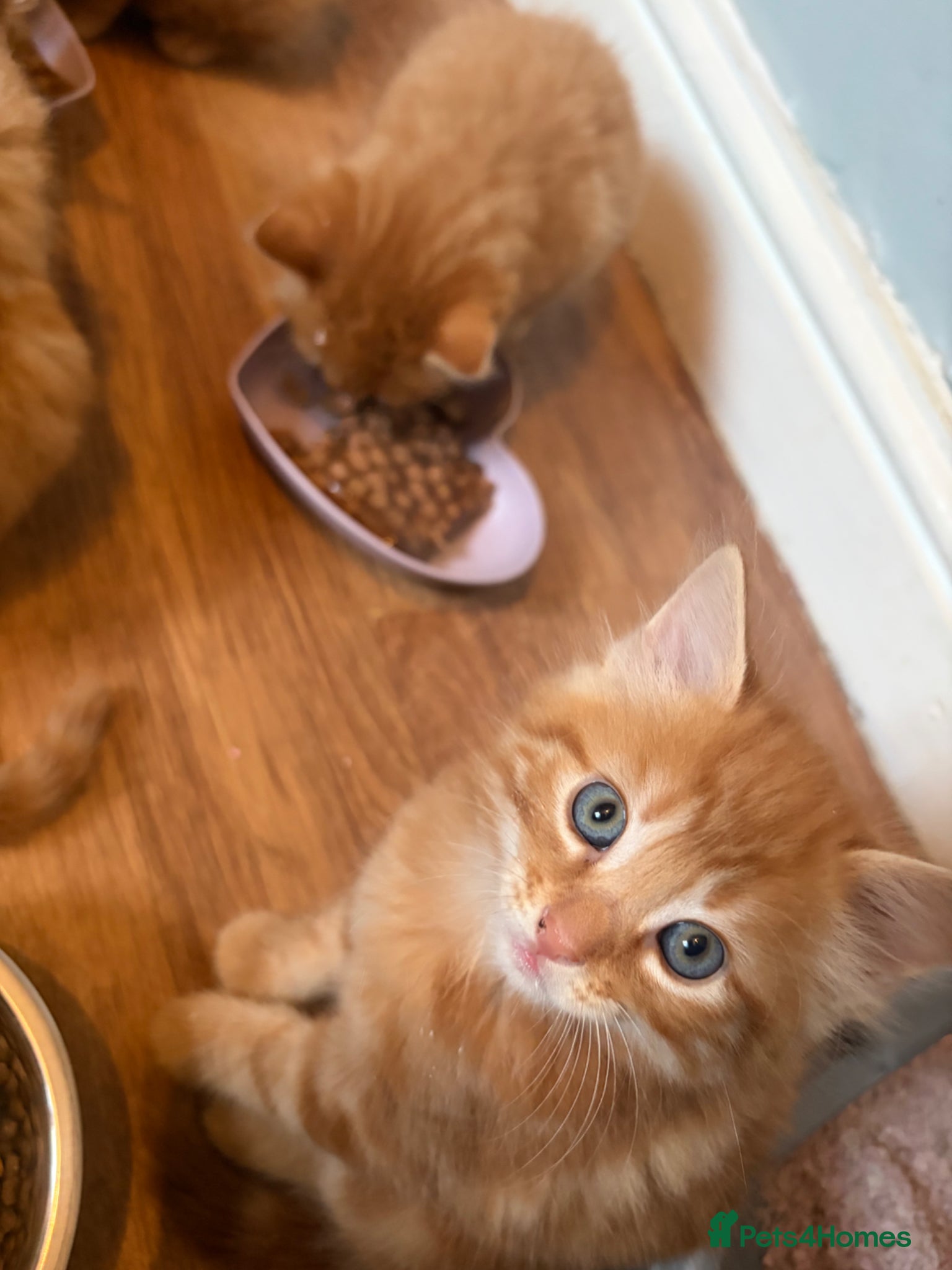 Mixed Breed cats for sale: 4 beautiful male ginger kittens  in Bristol - Advert 5