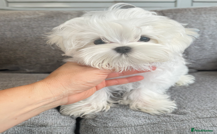 Maltese dogs - Advert 11