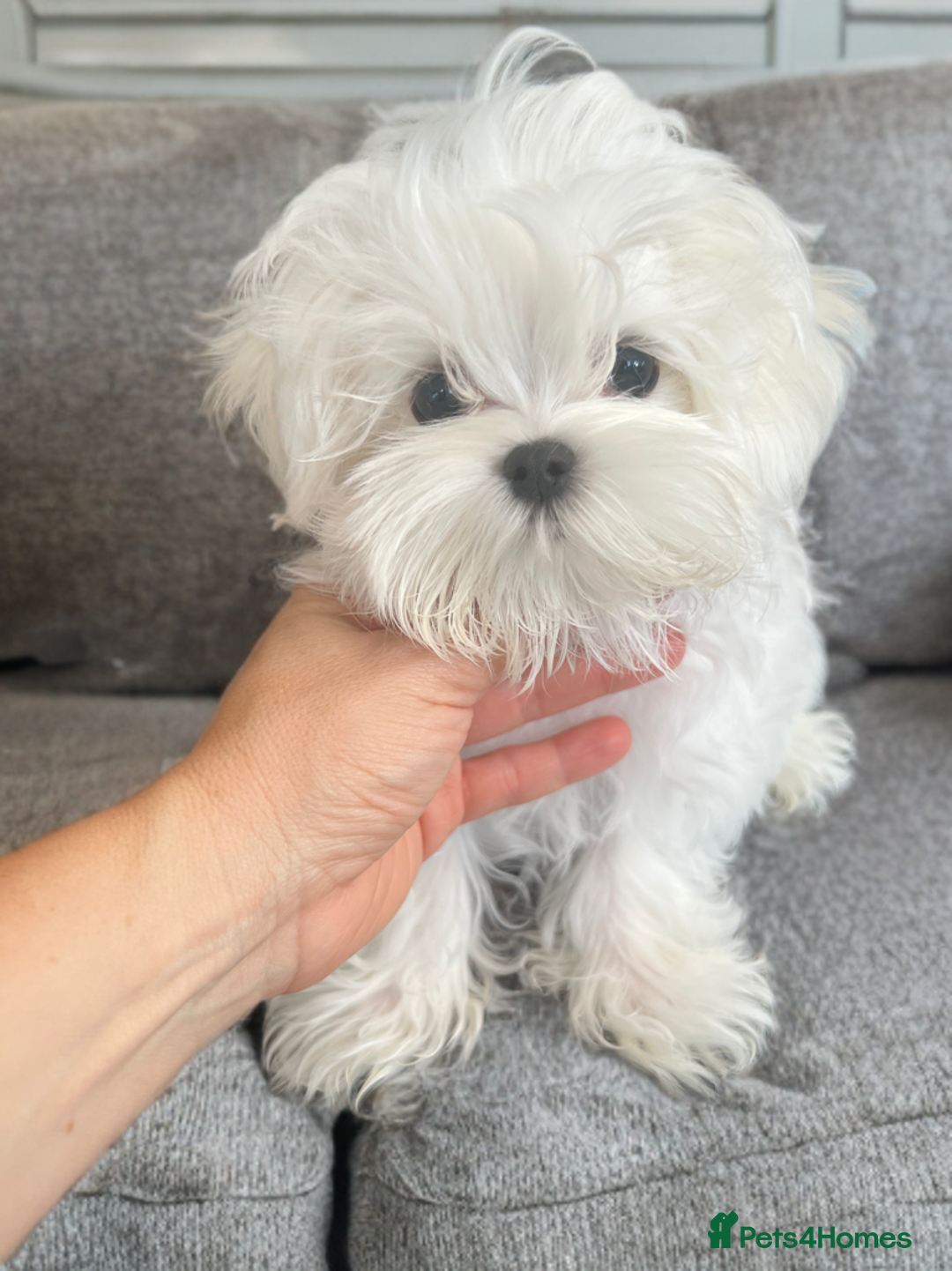 Maltese dogs for sale: Beautiful Korean Maltese puppies  - Image 1