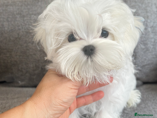 Maltese dogs - Advert 1