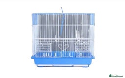 Budgerigars birds for sale: Hand reared super tame budgies chick - Image 6