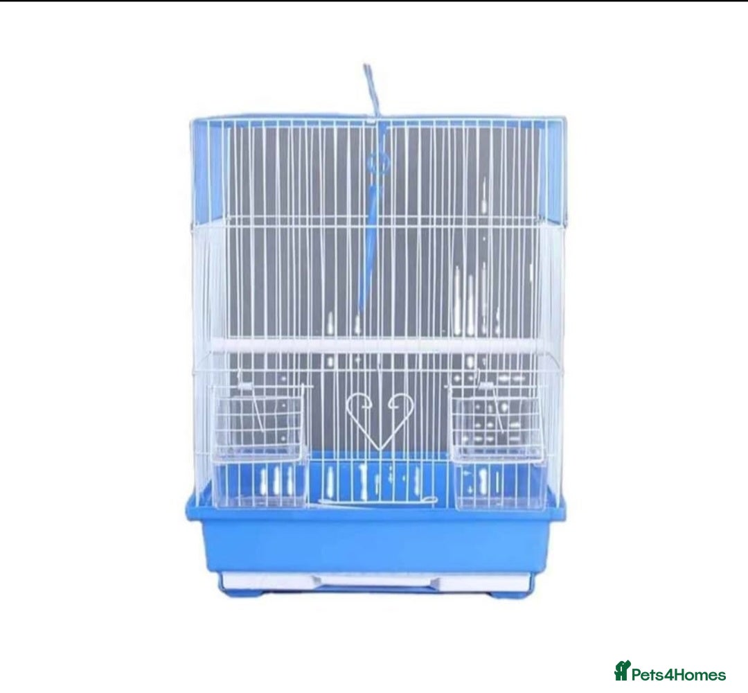 Budgerigars birds for sale: Hand reared super tame budgies chick - Image 6