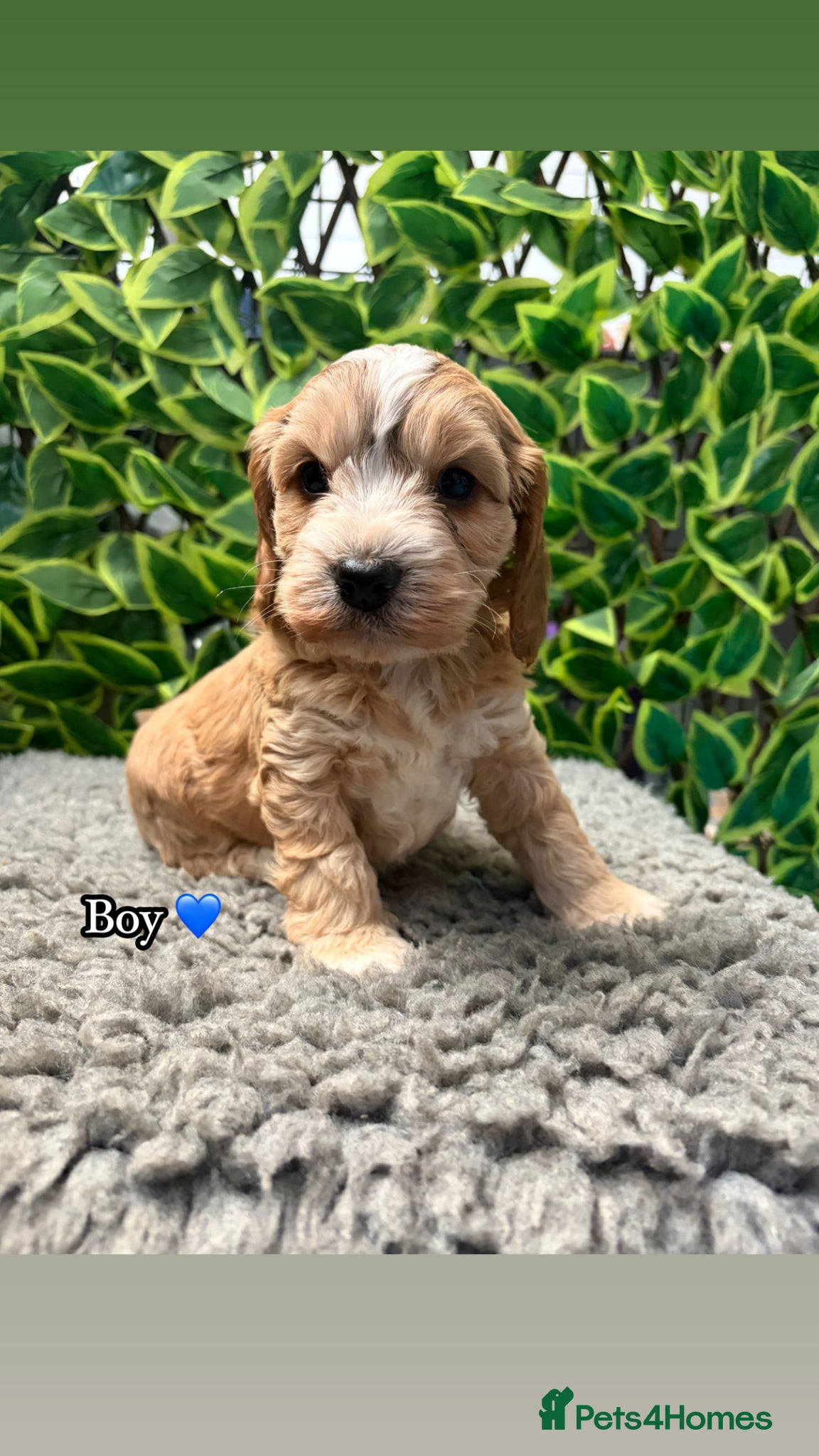 Cockapoo dogs 🌸 Stunning Multicoloured Cockapoos💙 - Advert 2