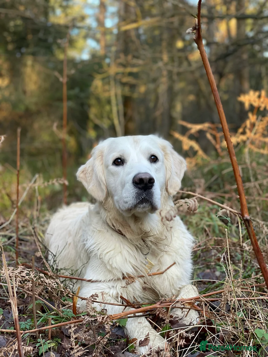Golden Retriever dogs for stud: Stunning Golden Retriever Stud Dog KC Registered in Beverley - Advert 4