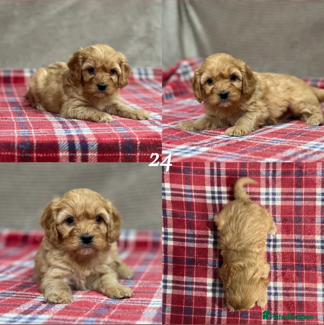 Cavapoochon dogs for sale: BEAUTIFUL CAVAPOOCHON PUPPIES - Advert 20