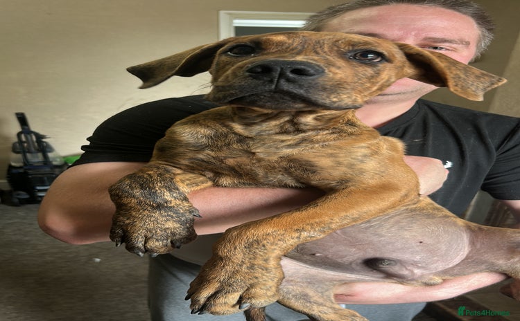 Mixed Breed dogs in Leicester - Advert 1
