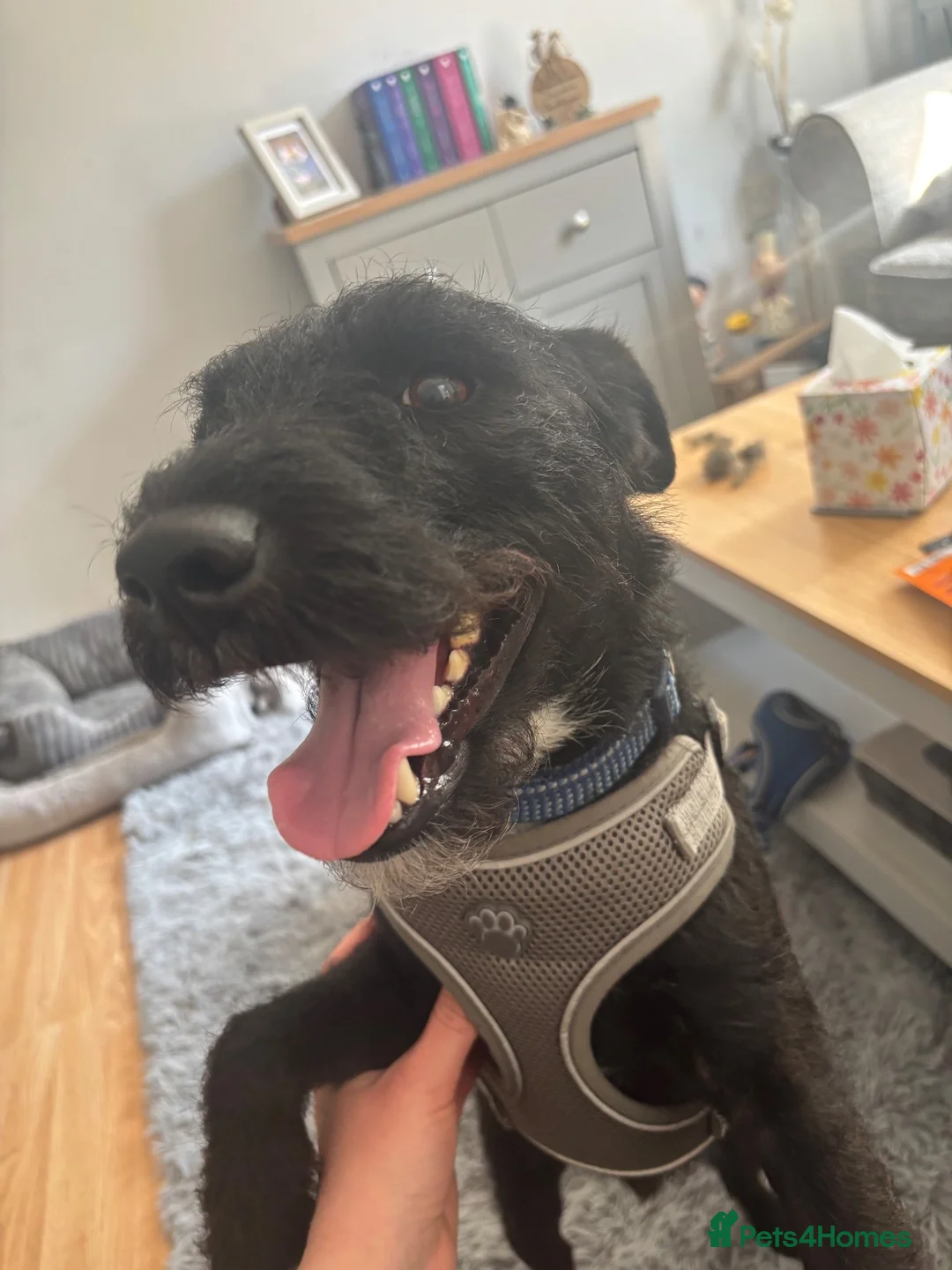 Patterdale Terrier dogs for sale: Patterdale Terrier  - Advert 5