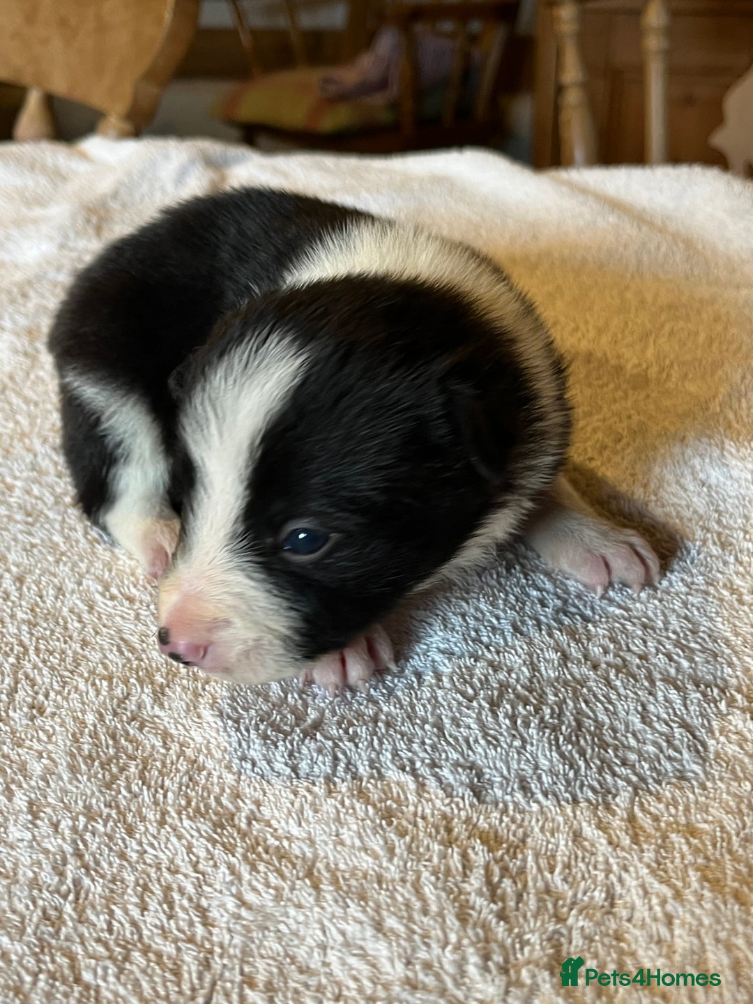 Border Collie dogs for sale: Border collie puppies for sale.  - Advert 9