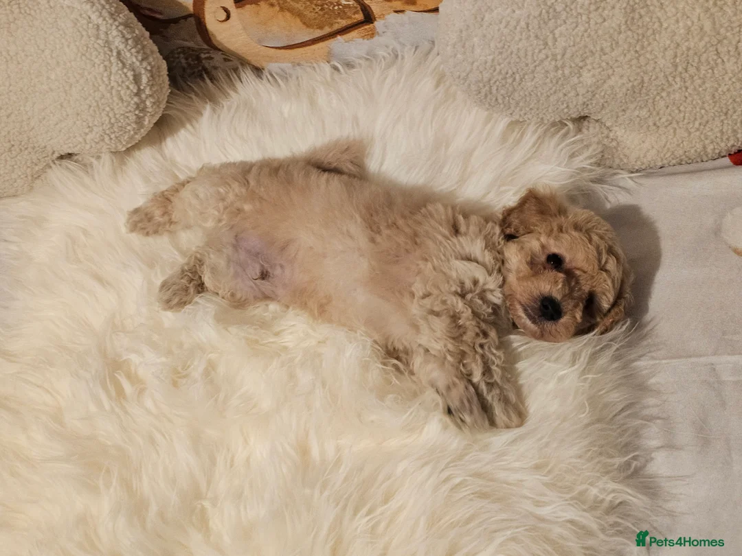Maltipoo dogs for sale: 🐶 Beautiful Apricot Maltipoo Puppies for Sale 🐶 - Advert 27