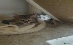 Bengal cats for sale: Bengal kittens - Image 7