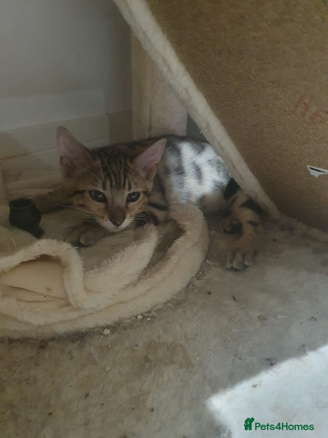 Bengal cats for sale: Bengal kittens - Image 7