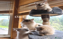 Ragdoll cats for sale: 4 beautiful ragdoll kittens  - Image 30