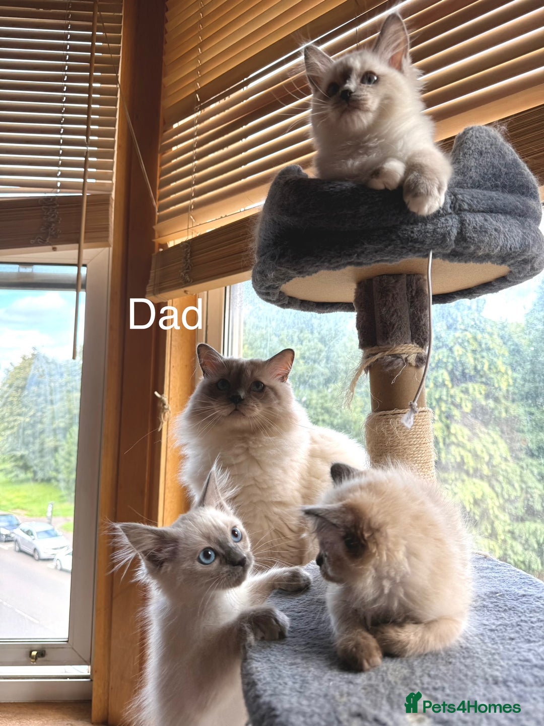 Ragdoll cats for sale: 4 beautiful ragdoll kittens  - Image 30