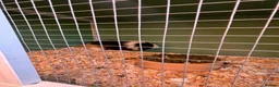 Guinea Pig rodents for sale: 2 Male longhair guinea pigs with Hutch in Maldon - Advert 5
